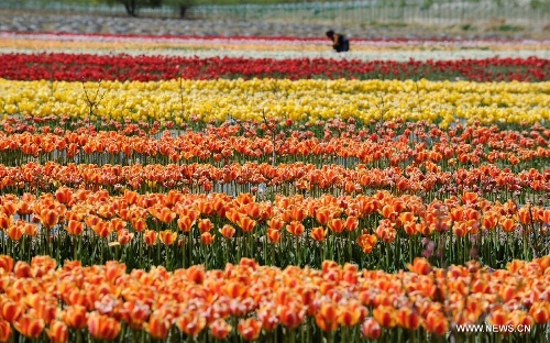 Tulip flowers blossom in China's Tibet - Global Times