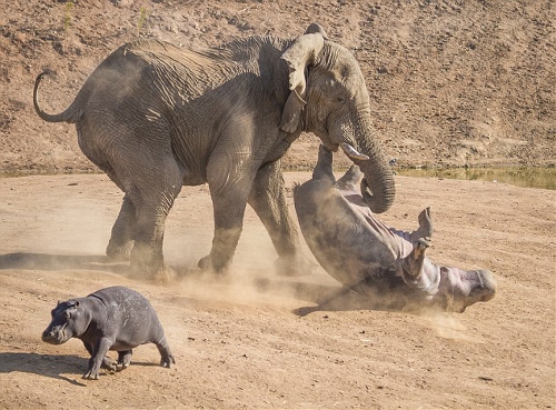 Crazy elephant attack mother hippo - Global Times