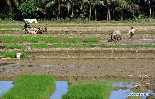 Farmers plant rice seedlings in Hainan - Global Times