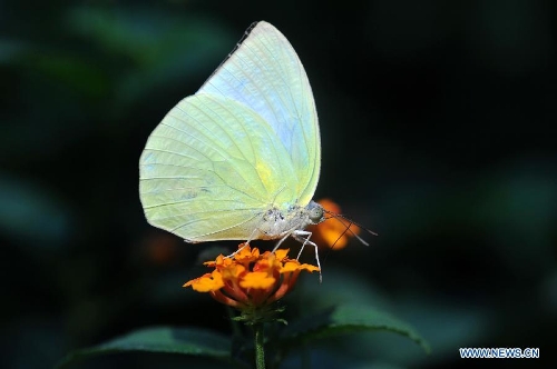 Rare butterflies show held in China's Changsha - Global Times