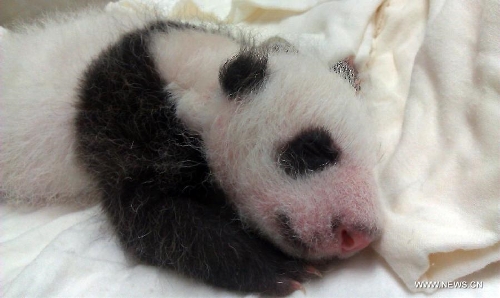 Taipei Zoo seeks public help to name baby panda - Global Times