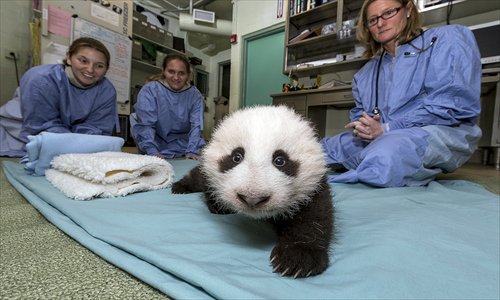 an 11-week-old giant panda cub takes baby steps during a