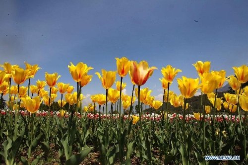 Blooming tulips attract tourists in Indian-controlled Kashmir - Global ...