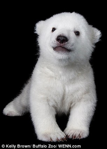 Polar bear cub Luna's first solo photo shoot - Global Times