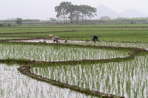 Farmers busy with planting crops in Liucheng, SW China - Global Times