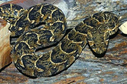 Ten most venomous snakes in the world - Global Times