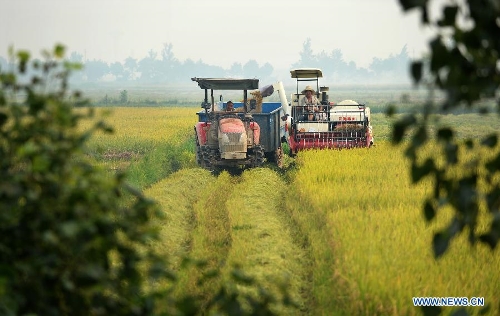 Paddy harvest season starts in China's Jiangxi - Global Times