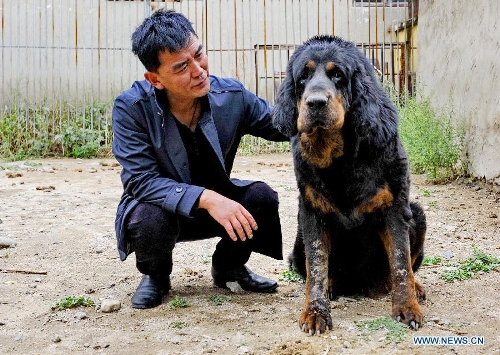 In pics: Tibetan mastiffs at breeding center - Global Times