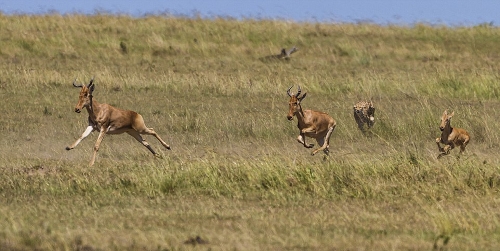 Waterbuck survive cheetah hunting - Global Times