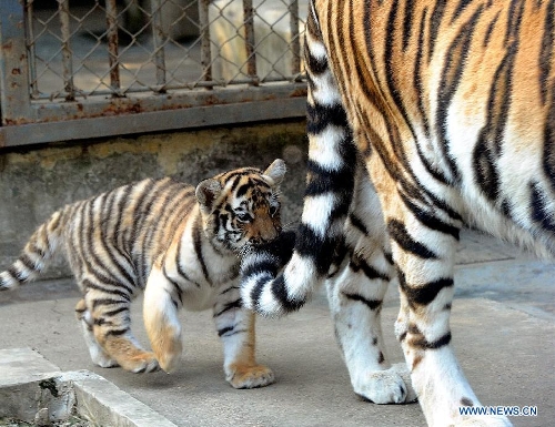 Siberian tiger cub plays at Suzhou Zoo - Global Times