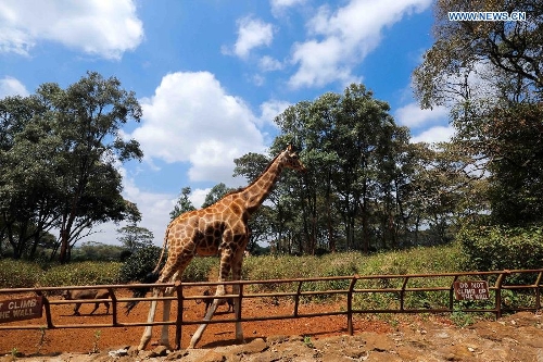 In pics: Giraffe Centre in Kenya - Global Times