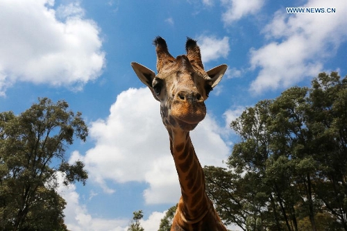 In pics: Giraffe Centre in Kenya - Global Times