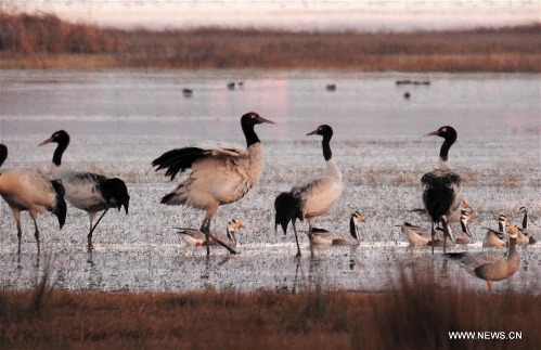 Migratory birds seen on Caohai Nature Reserve in SW China - Global Times