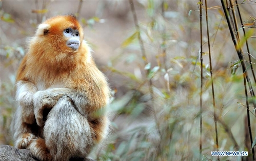 Golden monkeys at Foping Giant Panda Valley in N China's Shaanxi ...