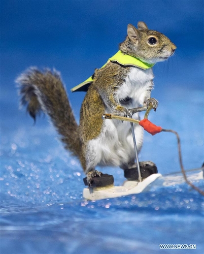 Twiggy the Waterskiing Squirrel performs at Toronto boat show - Global ...