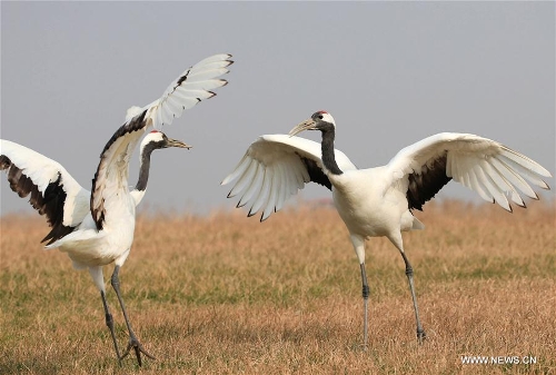 Red-crowned cranes seen at Yancheng nature reserve - Global Times