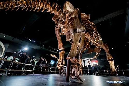 'Titanosaur' skeleton exhibition held in New York - Global Times