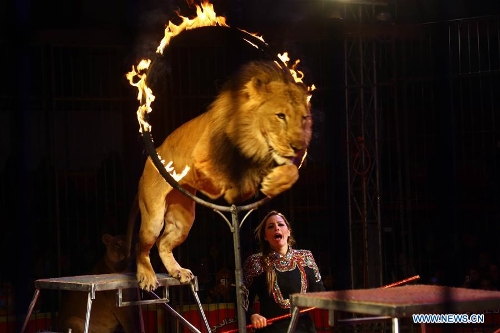 Life of popular female lion trainer in Egypt - Global Times