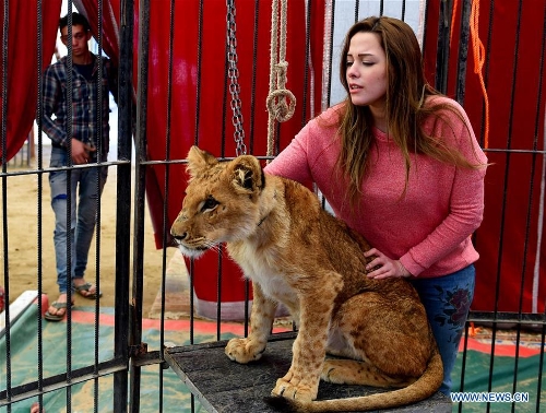 Life of popular female lion trainer in Egypt - Global Times