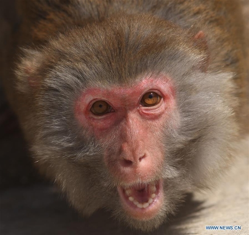 Macaques celebrate Chinese Lunar New Year - Global Times