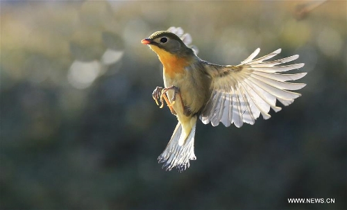 Wonder and desire: Flight of red-billed leiothrix at park in Beijing ...