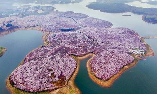 Aerial Photos Capture Spectacular Flower Sea in SW China - Global Times