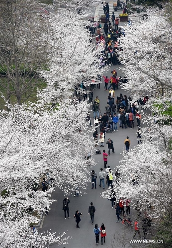 Cherry blossom festival opens in Nanjing - Global Times