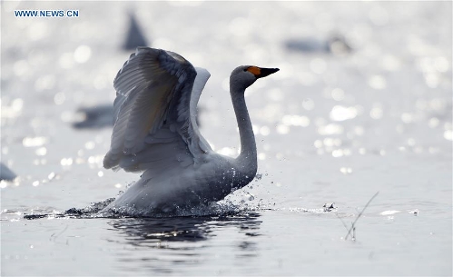 Wild birds seen at Qixinghe National Natural Reserve in NE China ...