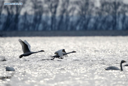 Wild birds seen at Qixinghe National Natural Reserve in NE China ...