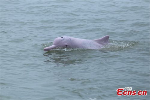 Chinese white dolphins active in Baibu Bay - Global Times