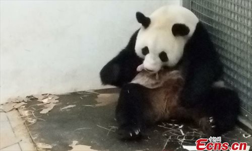 Chinese panda Hao Hao in Belgium gives birth to baby - Global Times