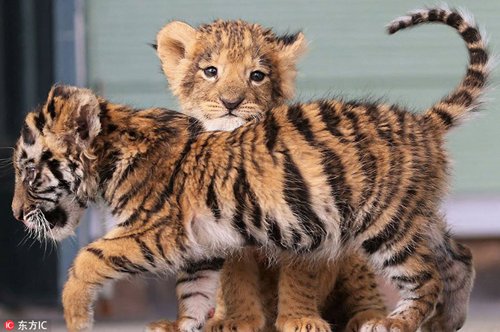 Cute tiger and lion cubs become best friends in Japanese safari park ...