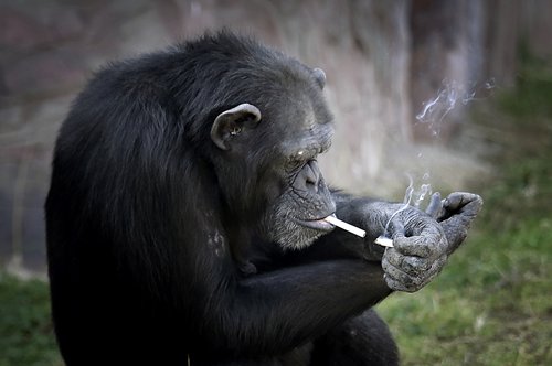 Meet Azalea the smoking chimp, new star at Pyongyang zoo - Global Times