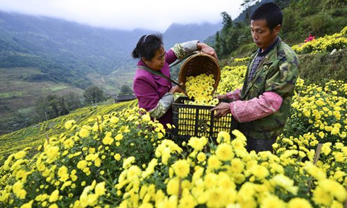 Scenery of blooming chrysanthemum flower fields in S China's Guangxi ...