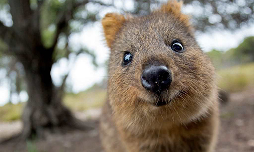 World's happiest animal - Global Times