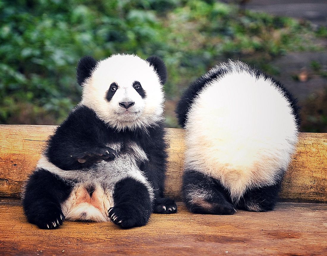 Super-cute Panda Twins Make Debut In Chongqing - Global Times