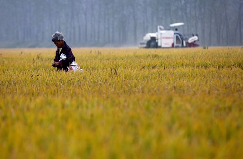 China to increase high-quality agricultural output - Global Times