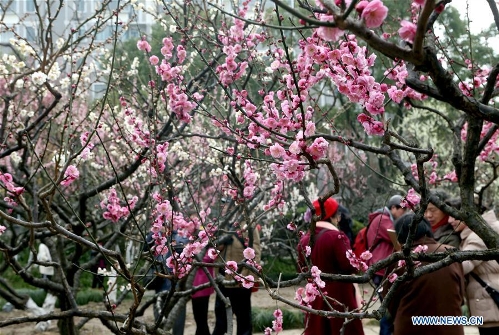 Blossoming plum in Shanghai's Xinzhuang Park attract visitors - Global ...