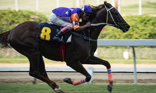 A jockey rides on a horse competing in a horse race at the racecourse. Photo: CFP