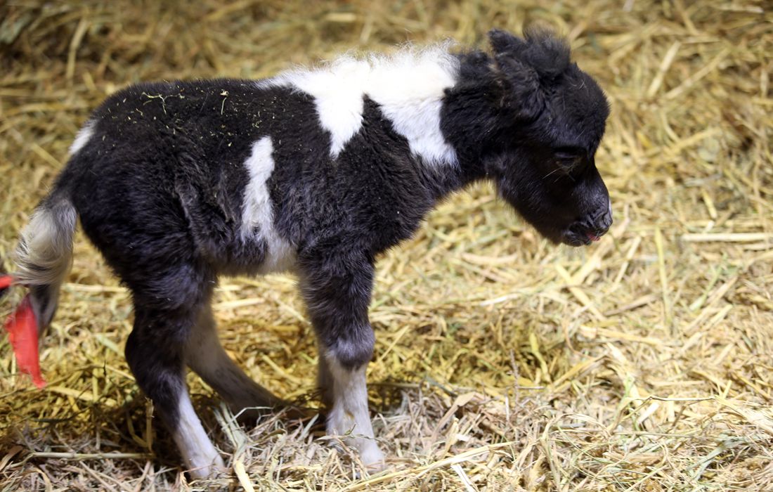 Miniature Australian pony born at NW China horse base - Global Times