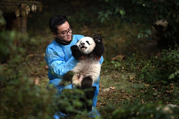 Chengdu panda keeper becomes famous after feeding video goes viral ...