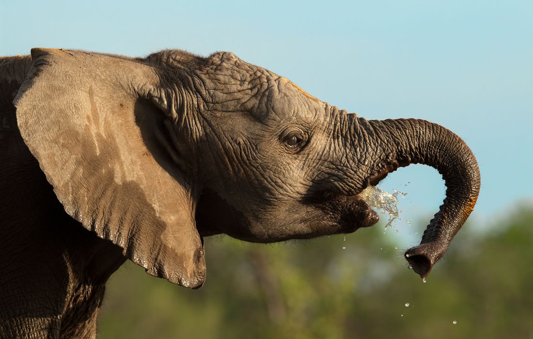 Wildlife photographer hides in mud for up-close shots of elephants in ...