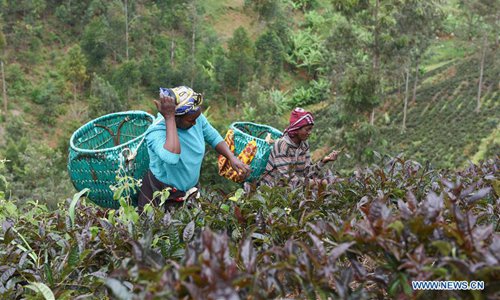 Farmers pick purple tea leaves at tea garden in Kenya - Global Times