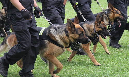 Shaanxi police dogs well ready for duty - Global Times