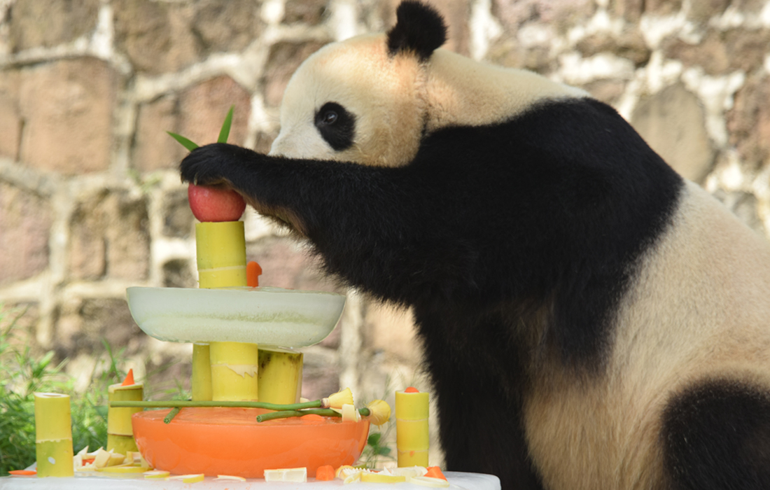 US-born panda Tai Shan celebrates 12th birthday in SW China’s Sichuan ...