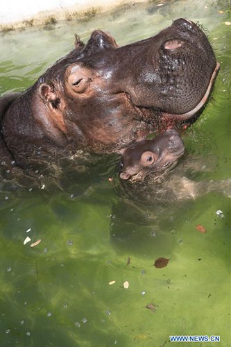 One-month-old hippo cub meets with public in E China's Shandong ...