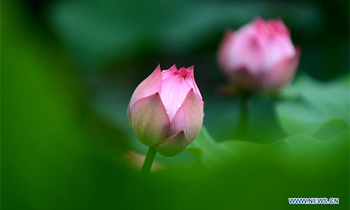 Lotus flowers are seen after rain at a park in Yangzhou, east China's Jiangsu Province, Sept. 6, 2017. (Xinhua/Meng Delong)