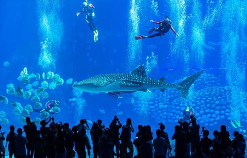 Tourists dive with whale sharks at ocean park in Zhuhai - Global Times