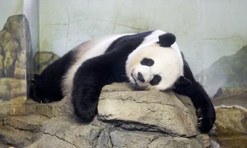 ‘Pay to play with the panda’ policies draw criticism from animal lovers ...