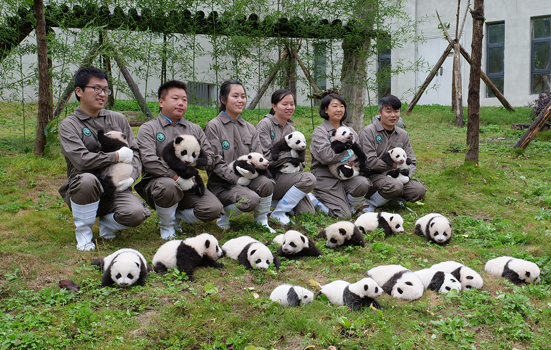 The new-born panda cubs of 2017 make first public debut in SW China